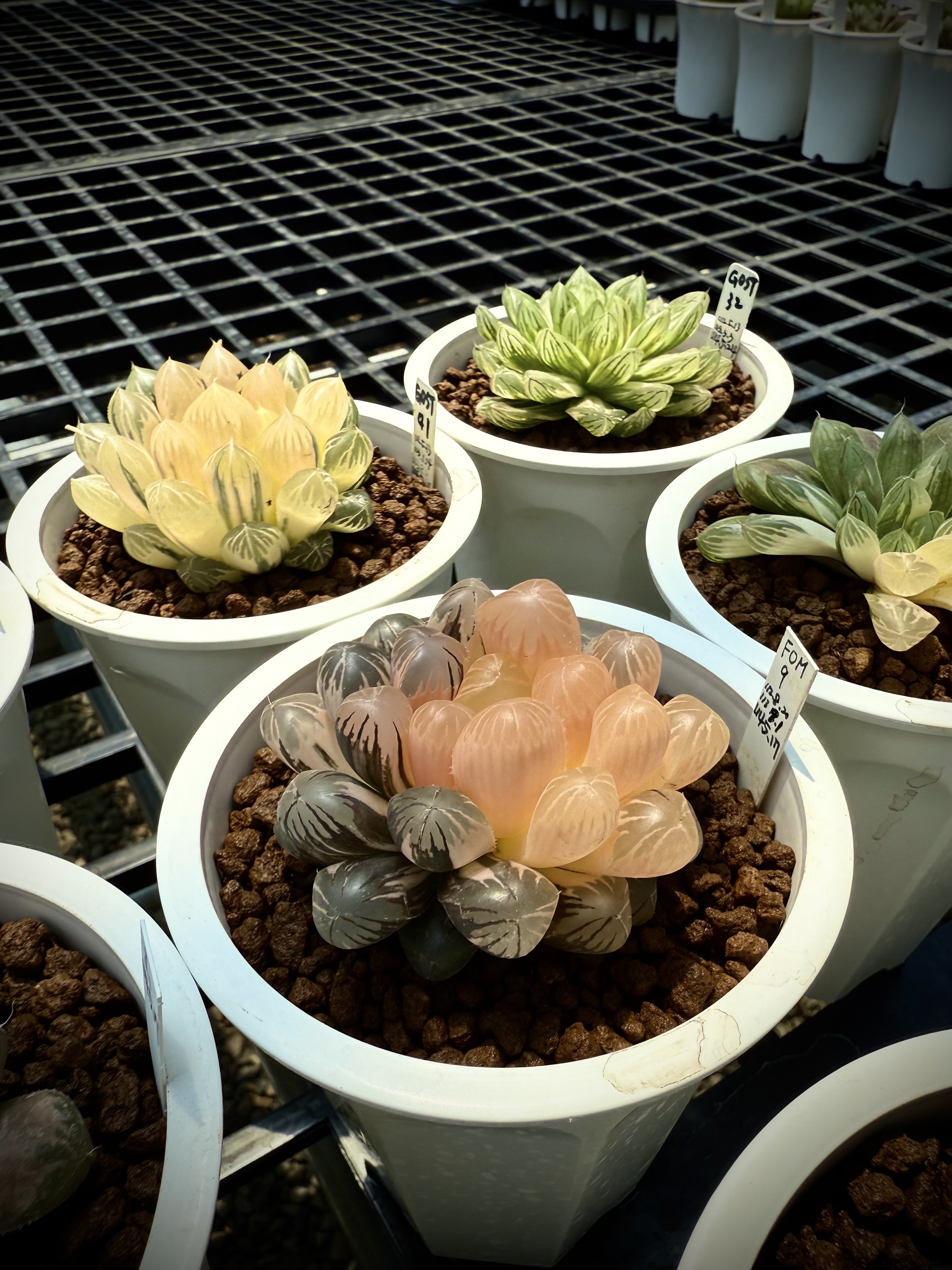 海盆植瓦